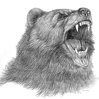 angry bear drawing