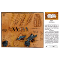 Blue Jay Realista tallado por Charles Heschke- Serie 9D Página 3