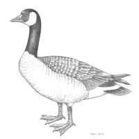 Canada Goose Sketch