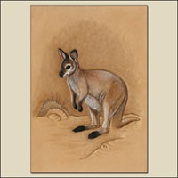 Coloring a Wallaby How-To from Tony's Bench