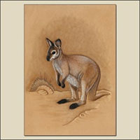 Coloring a Wallaby How-To from Tony's Bench