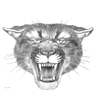 Cougar Head Sketch