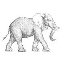 Croquis d'éléphant