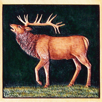 Elk Design