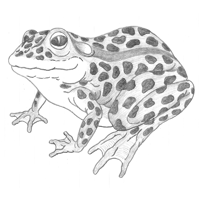 Croquis de grenouille