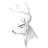Mule Deer Profile Sketch