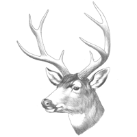 Mule Deer Sketch