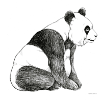 Panda Bear Sketch
