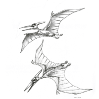 Pteranodon Dinosaur Sketches