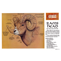 Rams Head by Peg Culpepper- Series 2E Page 4