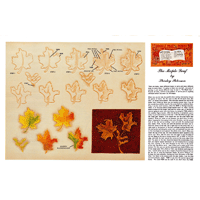 La hoja de arce por Shirley Peterson- Serie 1E Página 1