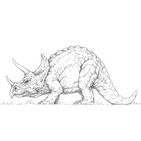 Triceratops Sketch