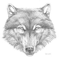 Wolf Head Sketch