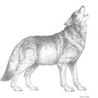 Wolf Sketch — Tandy Leather, Inc.