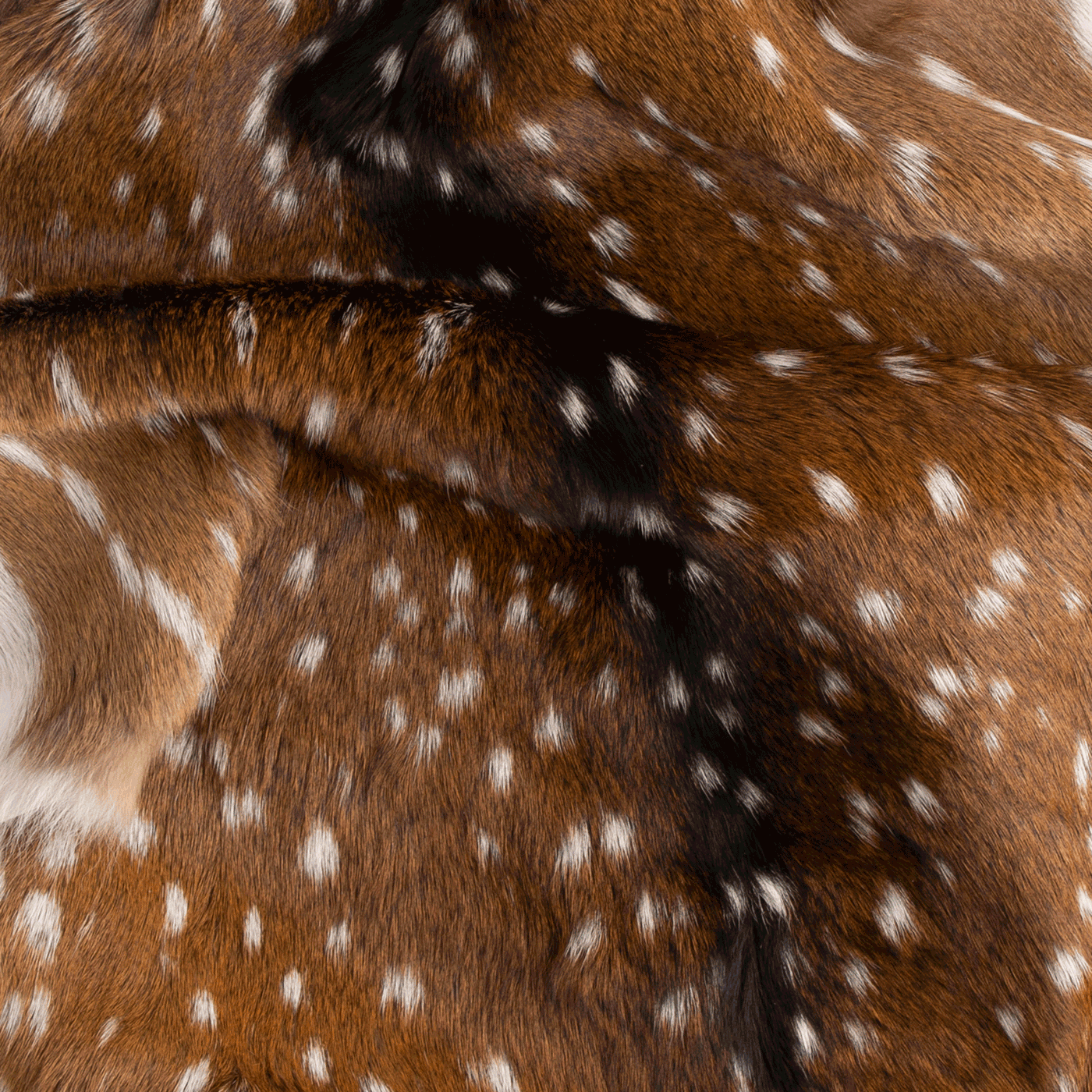 Axis Deer Hide — Tandy Leather, Inc.